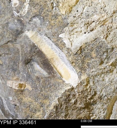 undet. Mollusca