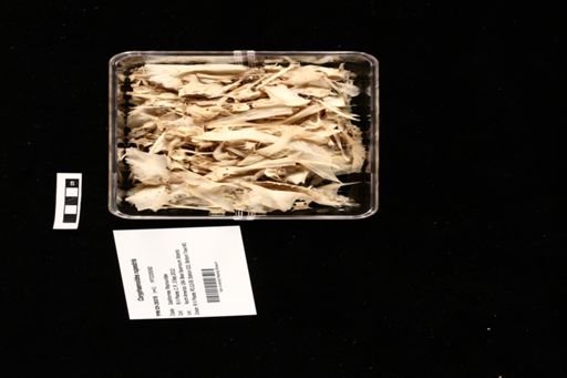 Coryphaenoides rupestris