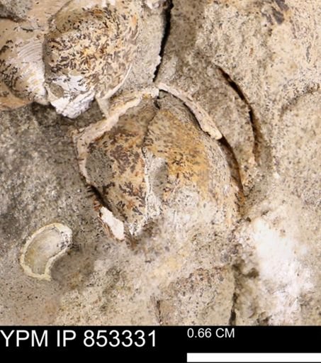 Limopsis striatopunctatus