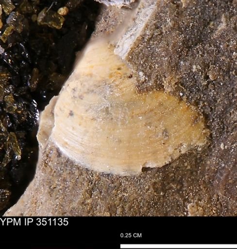 Limopsis striatopunctatus