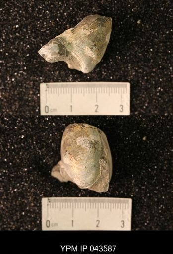 Hoploscaphites nicolletii