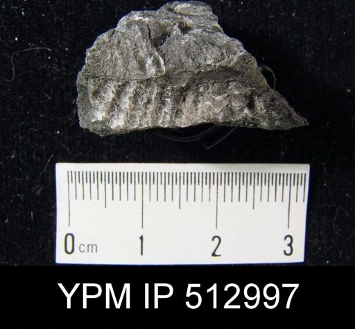 Spirifer sp.