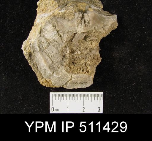 Strophodonta sp.