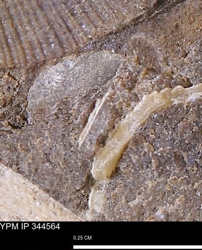 undet. Mollusca