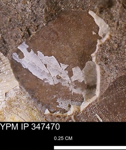 undet. Bivalvia