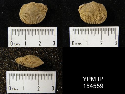 Hebertella borealis