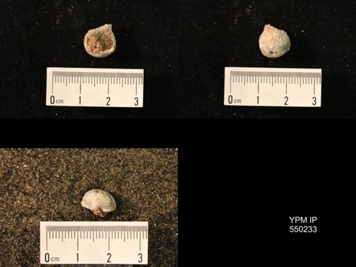 Marginifera sp.