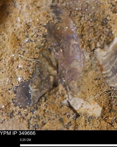 undet. Mollusca