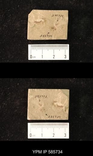 undet. Coleoptera