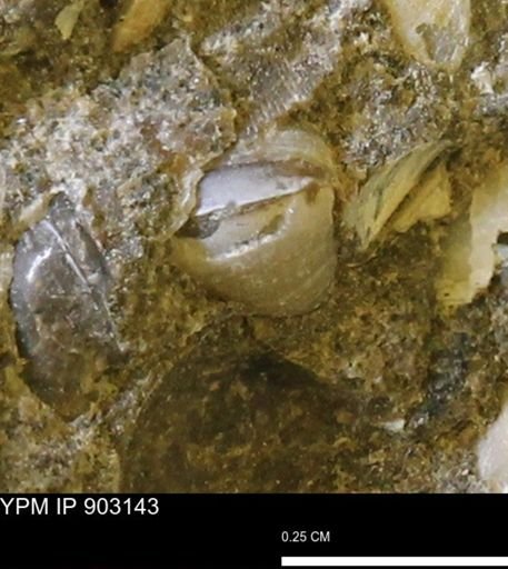 undet. Bivalvia