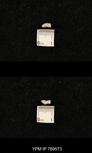 undet. Bryozoa
