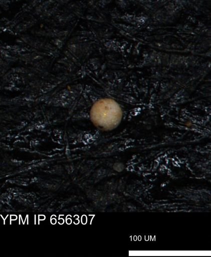 undet. Foraminiferida