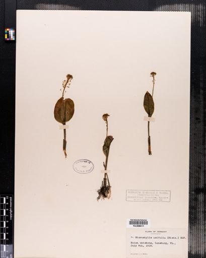 Malaxis unifolia
