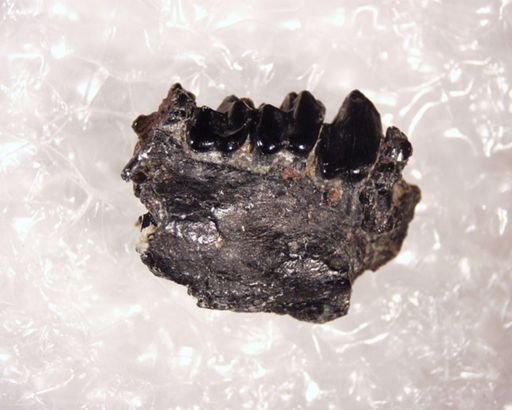 Tetonius