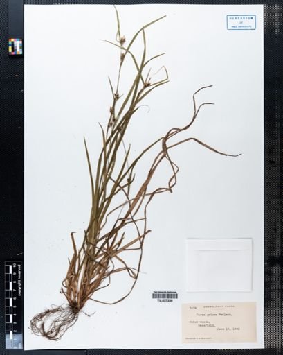 Carex grisea