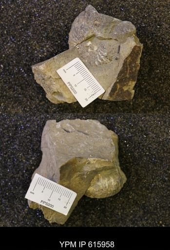 Hoploscaphites?