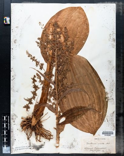 Veratrum viride