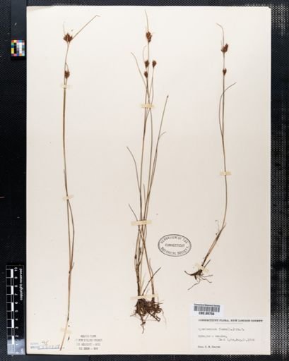 Rhynchospora fusca