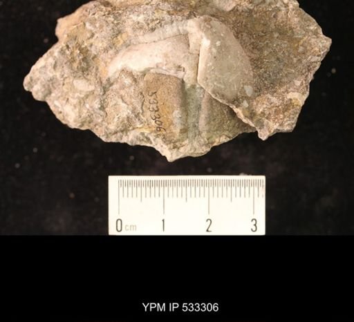 Conchidium knighti