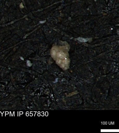 Verneuilinoides kansasensis