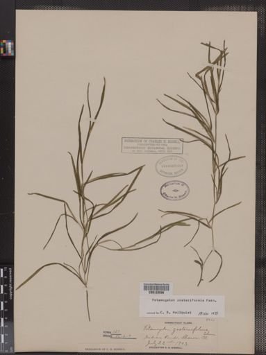 Potamogeton zosteriformis