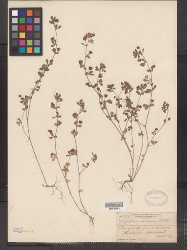 Trifolium dubium