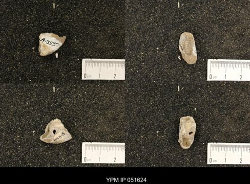 Hoploscaphites nicolletii
