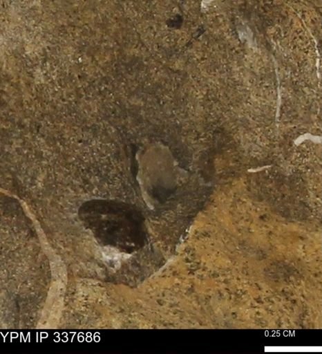 undet. Mollusca
