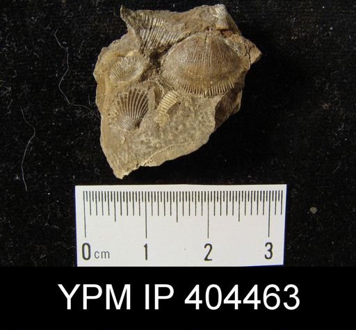 Devonochonetes?