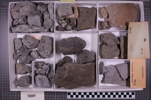 mixed taxa, stratigraphic collection