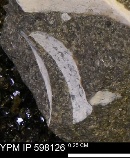 Limopsis striatopunctatus