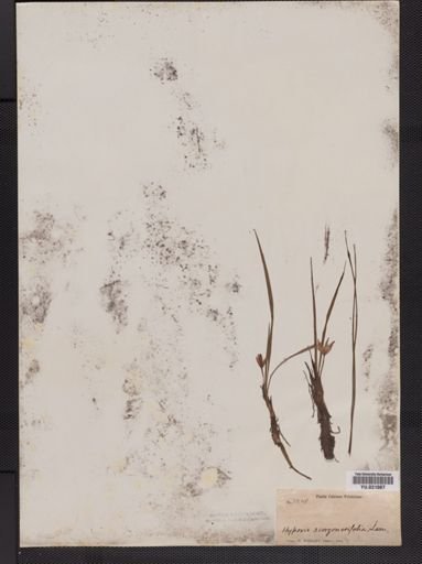 Hypoxis