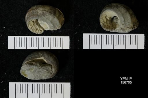 Trochonema?