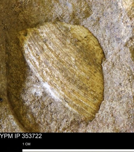 Limopsis striatopunctatus