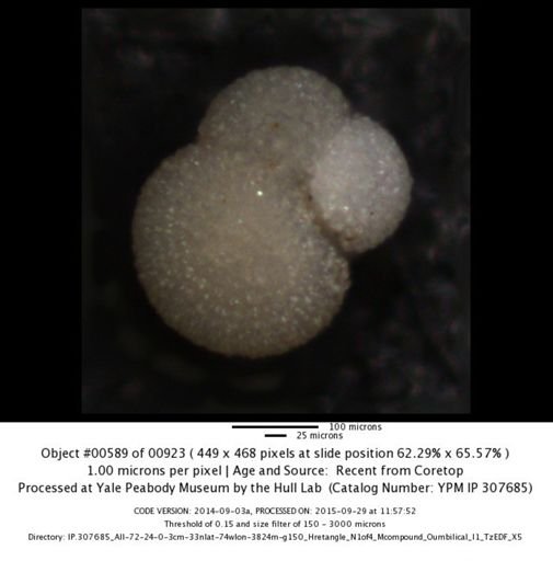 undet. Foraminiferida