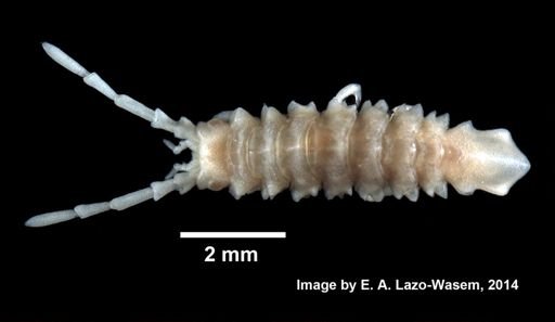 Erichsonella filiformis