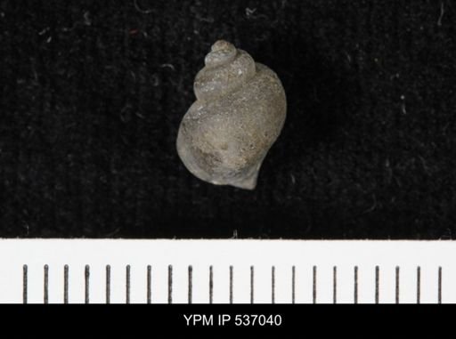 Viviparus montanaensis