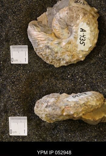 Discoscaphites gulosus