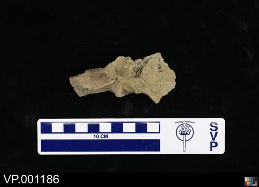 Pteranodon