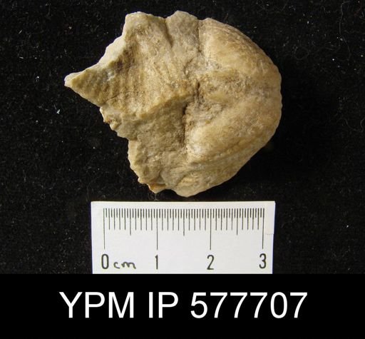 Spirifer sp.