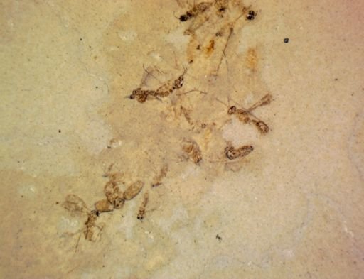 undet. Ichneumonoidea