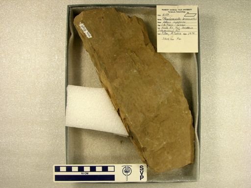 Rhynchosauroides brunswickii?