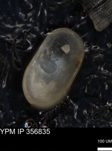 undet. Ostracoda