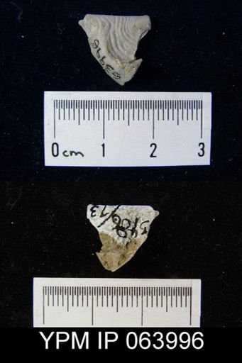 Leptaena tennesseensis