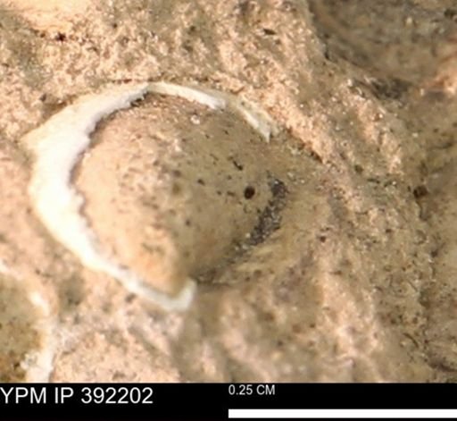Protocardia sp.