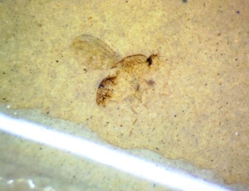 undet. Diptera