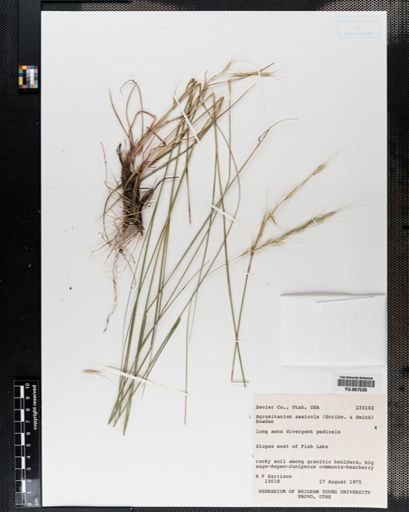 Plantae