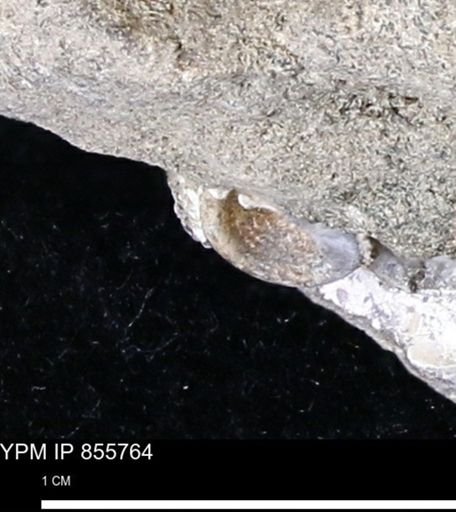 undet. Mollusca