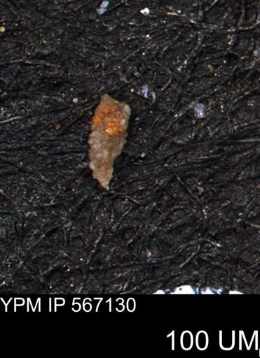 Verneuilina canadensis