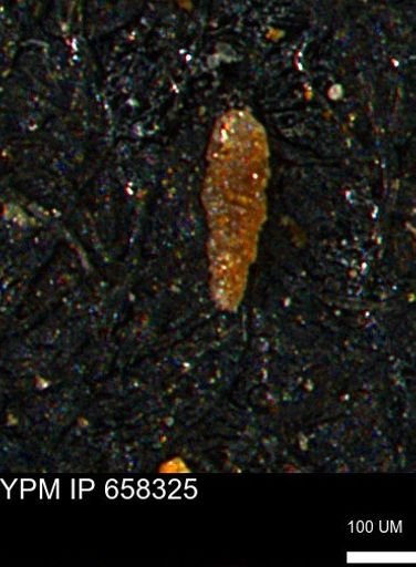 Verneuilinoides kansasensis